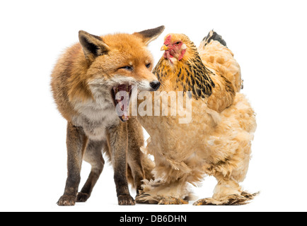 Red Fox, Vulpes vulpes, sbadigli accanto alla gallina contro uno sfondo bianco Foto Stock