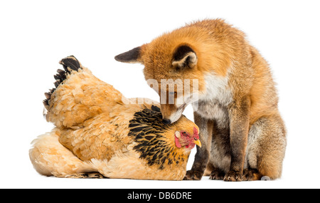 Red Fox, Vulpes vulpes, seduto accanto a Hen sdraiato contro uno sfondo bianco Foto Stock