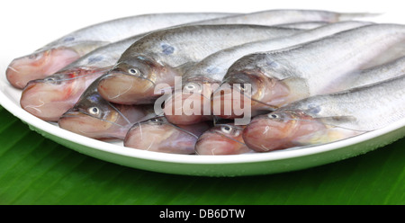 Acqua fresca Pabda pesci del sud-est asiatico Foto Stock