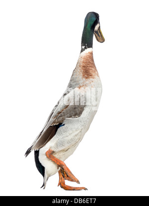 Maschio Runner indiano anatra Anas platyrhynchos domesticus, passeggiate contro uno sfondo bianco Foto Stock