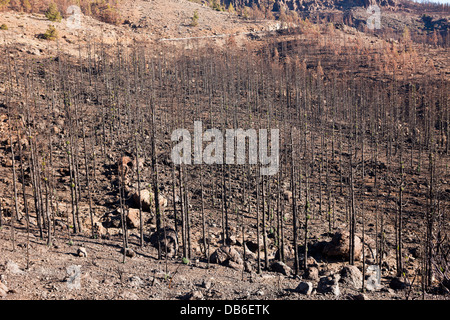 Nero Pini Canarie dopo l incendio di foresta nel Parco Nazionale del Teide Area, Tenerife, Isole Canarie, Spagna Foto Stock