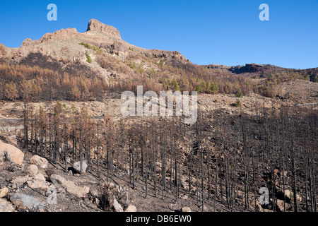 Nero Pini Canarie dopo l incendio di foresta nel Parco Nazionale del Teide Area, Tenerife, Isole Canarie, Spagna Foto Stock