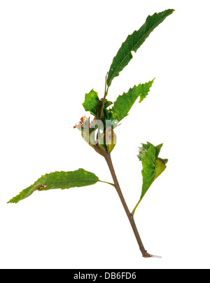 Chestnut gall - Dryocosmus kuriphilus Foto Stock