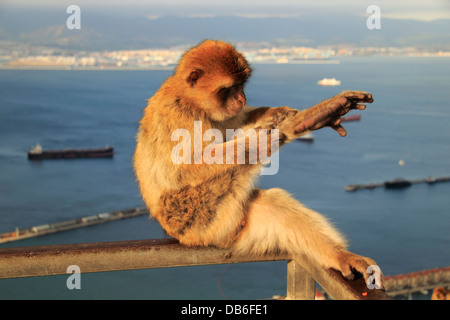 Barberia macachi, Barberia Ape toelettatura, sullo sfondo della baia di Gibilterra Foto Stock