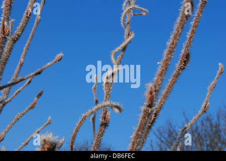 Una mattinata ghiacciata molto fredda di dicembre ha creato queste ciocche ghiacciate Foto Stock