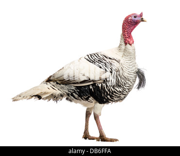 Il tacchino selvatico, Meleagris gallopavo, passeggiate contro uno sfondo bianco Foto Stock