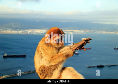 Barberia macachi, Barberia Ape toelettatura, sullo sfondo della baia di Gibilterra Foto Stock