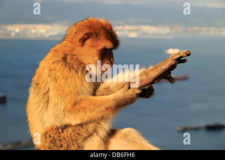 Barberia macachi, Barberia Ape toelettatura, sullo sfondo della baia di Gibilterra Foto Stock