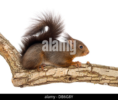 Scoiattolo rosso o Eurasian scoiattolo rosso Sciurus vulgaris, sul ramo contro uno sfondo bianco Foto Stock