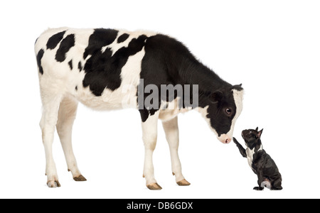 Bulldog francese fino a raggiungere il vitello di fronte a uno sfondo bianco Foto Stock