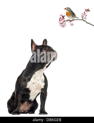 Bulldog francese seduto e guardando il rosso-fatturati Leiothrix, Leiothrix lutea, sul ramo di fioritura contro uno sfondo bianco Foto Stock