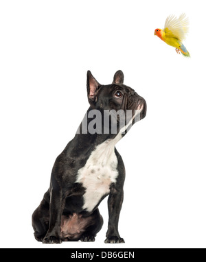 Bulldog francese seduto e guardando il flying lovebird contro uno sfondo bianco Foto Stock