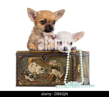 Due cuccioli di chihuahua, 4 mesi di età, nella casella vintage contro uno sfondo bianco Foto Stock