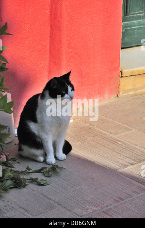 Bianco e nero gatto seduto su lastre di pietra contro una parete rossa in Nafplion, Peloponneso, Grecia Foto Stock