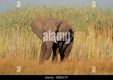 Grande bolla africano Elefante africano (Loxodonta africana), Caprivi regione, Namibia Foto Stock