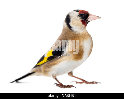 Unione cardellino, Carduelis carduelis, in piedi contro lo sfondo bianco Foto Stock