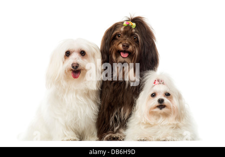 Gruppo di cani di ansimazione, Maltese e Havanese, contro uno sfondo bianco Foto Stock