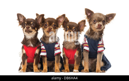 Gruppo di vestito Chihuahuas cuccioli seduti contro uno sfondo bianco Foto Stock