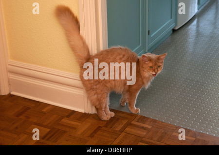 Anziani somalo gatto femmina Foto Stock