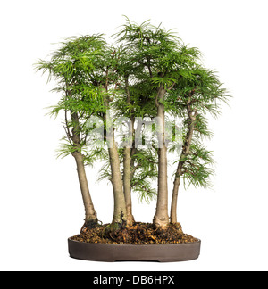 Golden larice, albero di bonsai, Pseudolarix amabilis, contro uno sfondo bianco Foto Stock