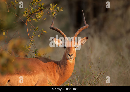 Ritratto di un maschio di antilope impala (Aepyceros melampus), Sud Africa Foto Stock