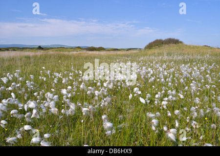 COMMON COTTONGRASS Eriophorum angustifolium (Cyperaceae) a Kenfig Riserva Naturale, Galles del Sud Foto Stock