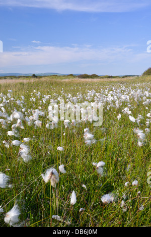 COMMON COTTONGRASS Eriophorum angustifolium (Cyperaceae) a Kenfig Riserva Naturale, Galles del Sud Foto Stock