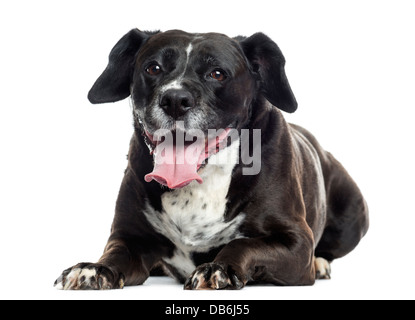 Il Labrador-pugile incroci e ansimando contro uno sfondo bianco Foto Stock