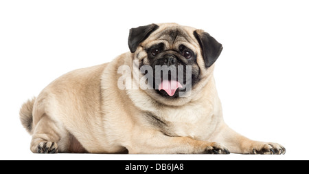 Pug giacenti e ansimando contro uno sfondo bianco Foto Stock