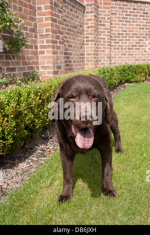 Fegato di anziani labrador affetti da artrite Foto Stock