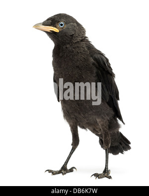 Western Taccola Corvus monedula, venti giorni contro uno sfondo bianco Foto Stock