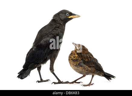 Merlo comune, Turdus merula e Western Taccola Corvus monedula contro uno sfondo bianco Foto Stock