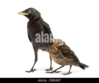 Merlo comune, Turdus merula e Western Taccola Corvus monedula contro uno sfondo bianco Foto Stock