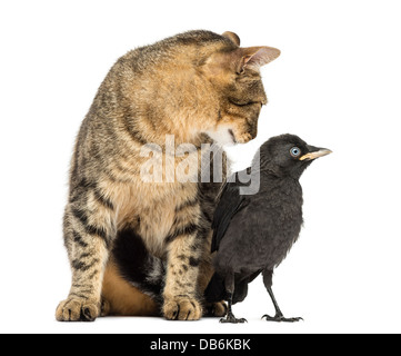 Cat guardando Western Taccola Corvus monedula, contro uno sfondo bianco Foto Stock