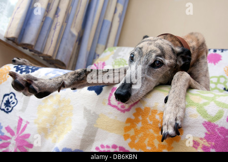 Anziani lurcher croce dog slouched in cattedra Foto Stock