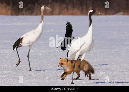 Gru giapponese, un corvo e una volpe rossa, Hokkaido, Giappone. Foto Stock