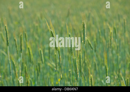 Vasti campi di sane e verdi colture di frumento maturazione Foto Stock