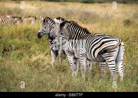 La Burchell Zebra (Equus quagga) Foto Stock