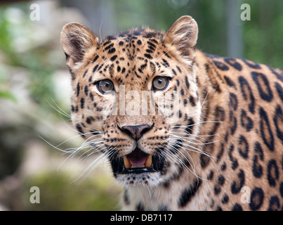 Maschio di Amur leopard fissando in telecamera Foto Stock