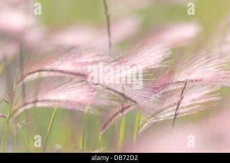 Canada, Alberta, Pietro Loughheed Parco Provinciale. Close-up di erba di teste di seme. Foto Stock