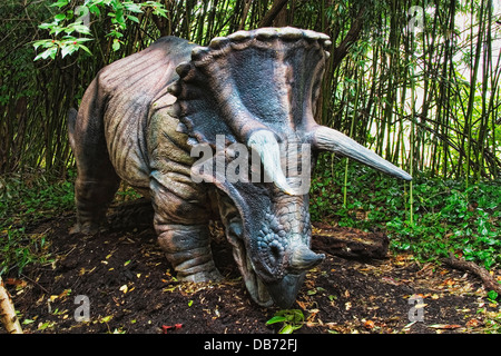 Triceratops (che significa "tre cornuto volto") dinosauro del tardo Cretaceo. Foto Stock