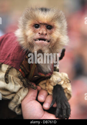 Monkey "Pirati dei Caraibi: il forestiero maree' Premiere Mondiale tenutosi a Disneyland Anaheim, California - 07.05.11 Foto Stock