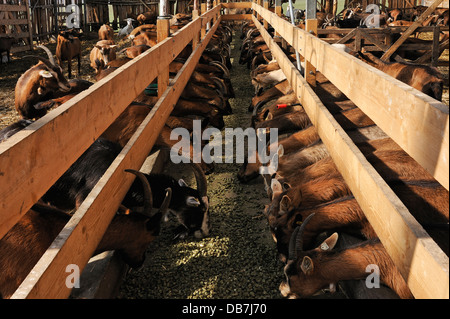 Capre di caseificio alimentazione in un fienile in una azienda agricola biologica Foto Stock