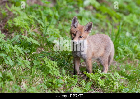 Volpe (Vulpes vulpes), pup in piedi in un prato Foto Stock