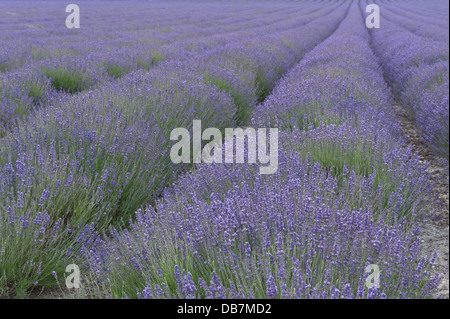 Di sera il sole fa capolino attraverso le nuvole nel campo della valle di fiori di lavanda e il paesaggio Foto Stock