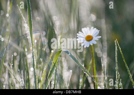 Daisy (Leucanthemum) Foto Stock