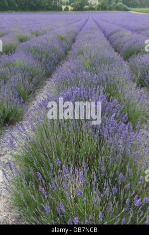 Di sera il sole fa capolino attraverso le nuvole nel campo della valle di fiori di lavanda e il paesaggio Foto Stock