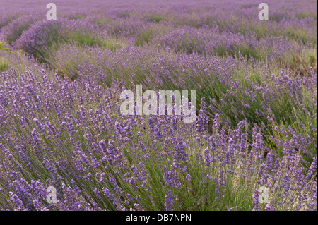 Di sera il sole fa capolino attraverso le nuvole nel campo della valle di fiori di lavanda e il paesaggio Foto Stock