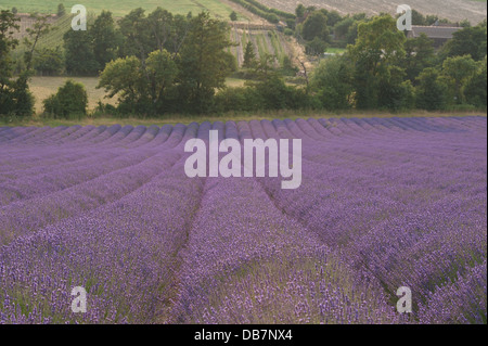 Di sera il sole fa capolino attraverso le nuvole nel campo della valle di fiori di lavanda e il paesaggio Foto Stock