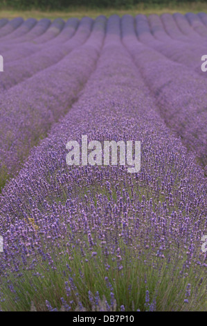 Di sera il sole fa capolino attraverso le nuvole nel campo della valle di fiori di lavanda e il paesaggio Foto Stock